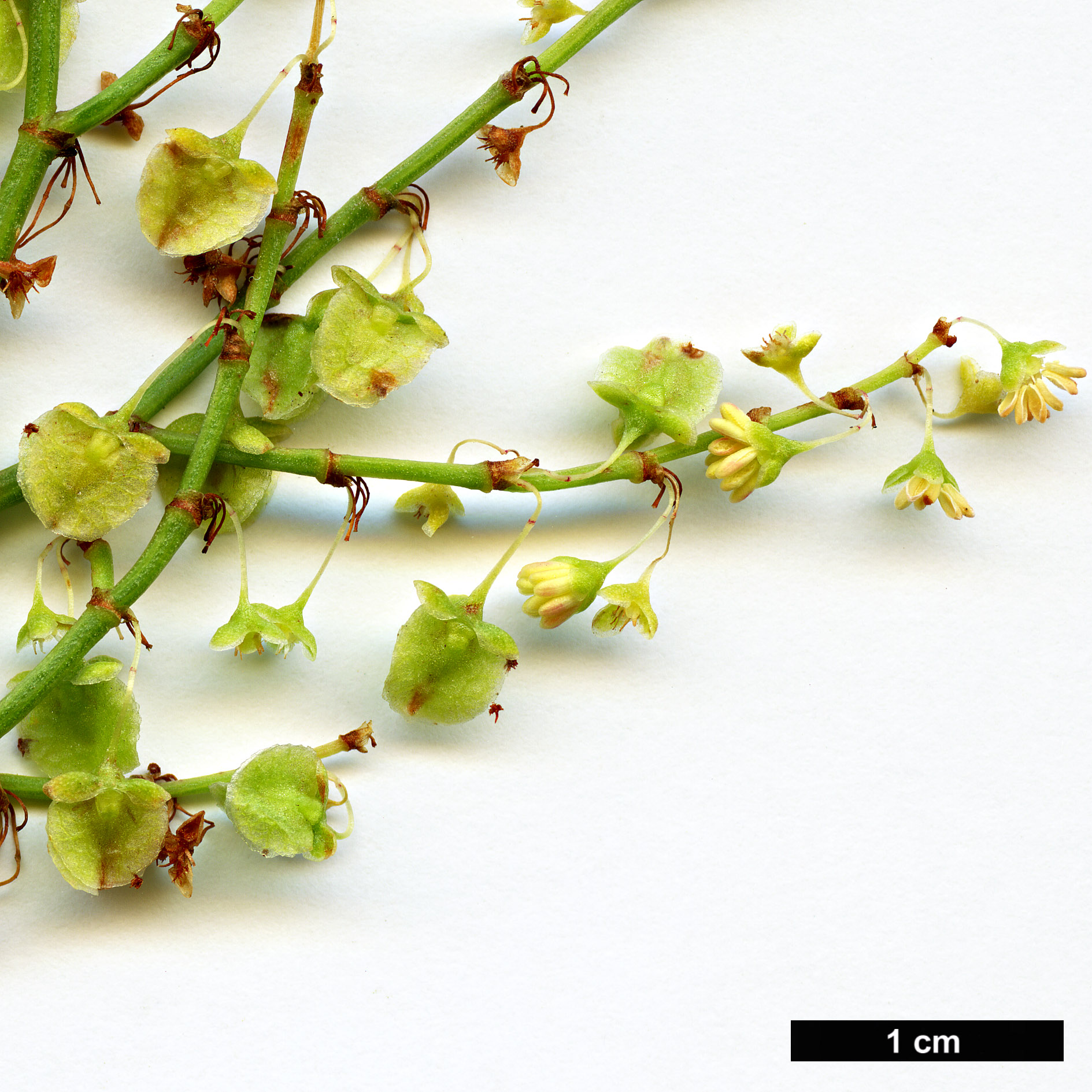 High resolution image: Family: Polygonaceae - Genus: Rumex - Taxon: lunaria